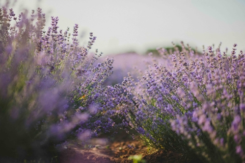 aromatic-blooming-blooming-lavender-1201540